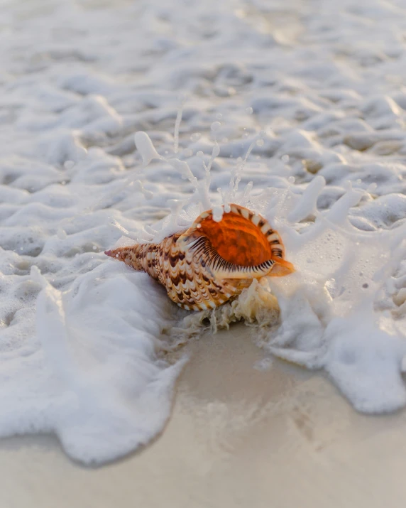 a seashell on the beach near some water