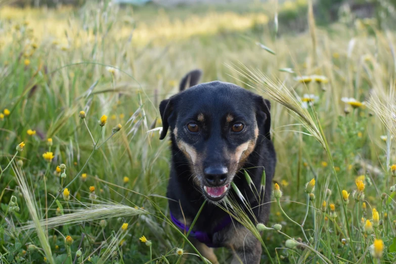 a close up of a dog in a field of grass