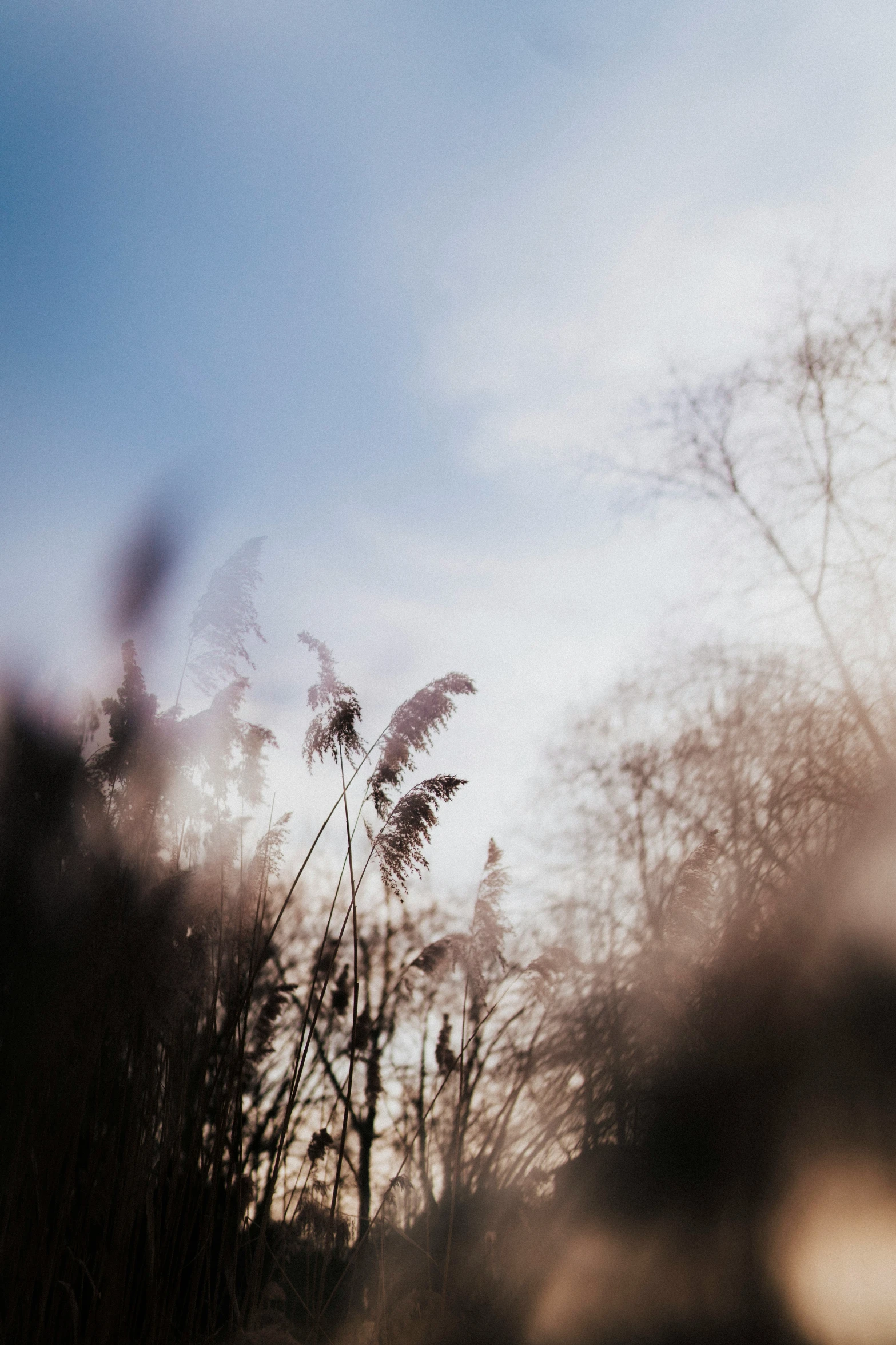 this is the blue sky, and tall grass