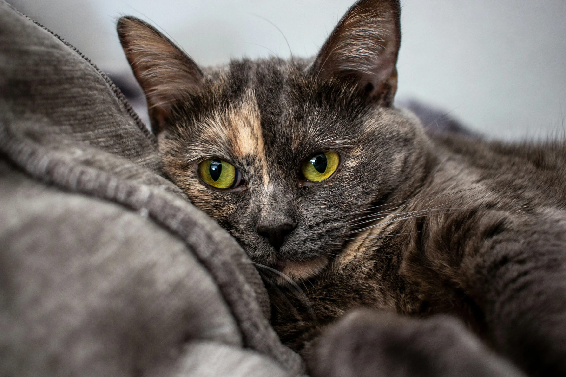 a cat looking intently out of the top corner of a blanket