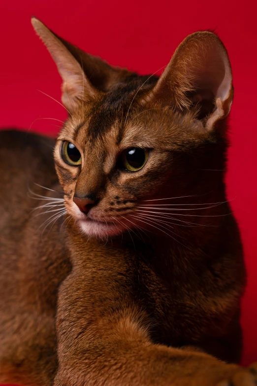 a young kitten staring at the camera on red background