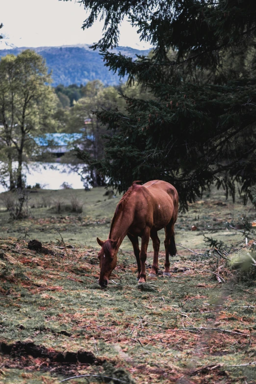 a horse that is grazing in the grass