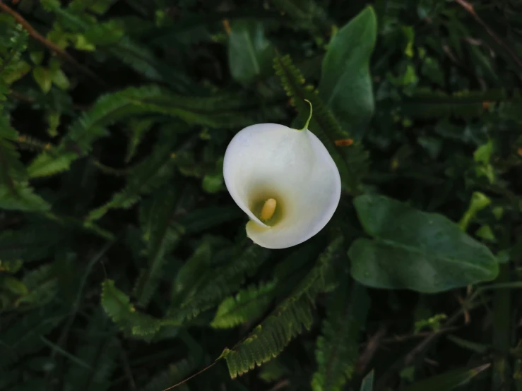 an image of a white flower on a tree