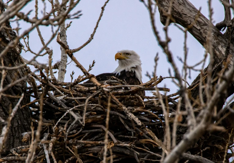 a bald eagle sitting in its nest on top of a tree