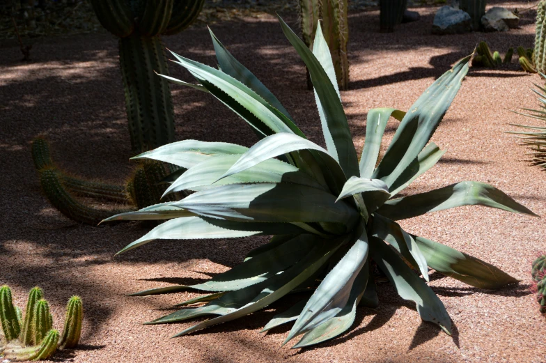 large cactus plants near each other and some green leaves