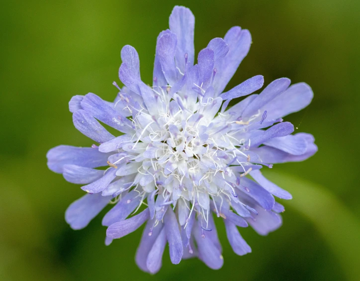 this is the top view of a flower