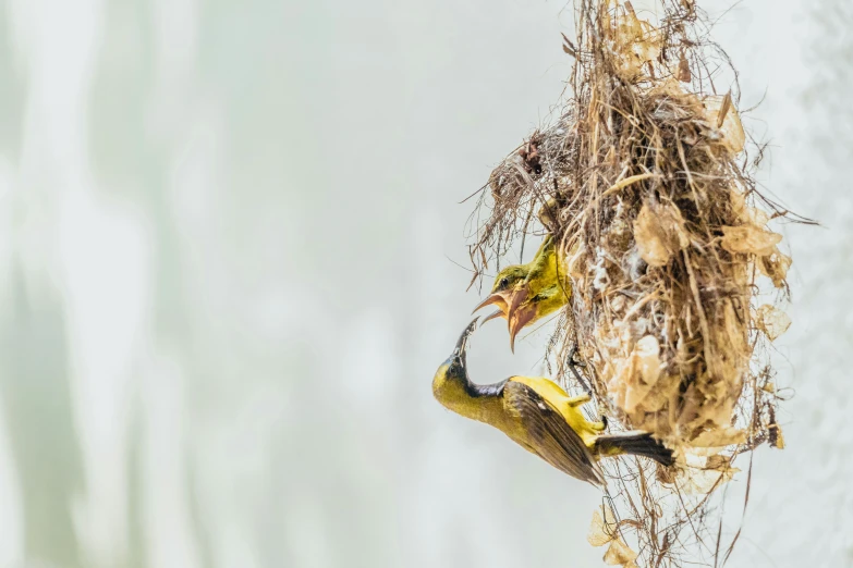 a bird eating hay from its nest outside