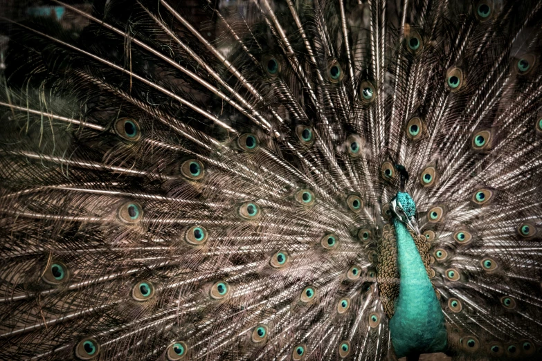 the feathers are all displaying the blue colors