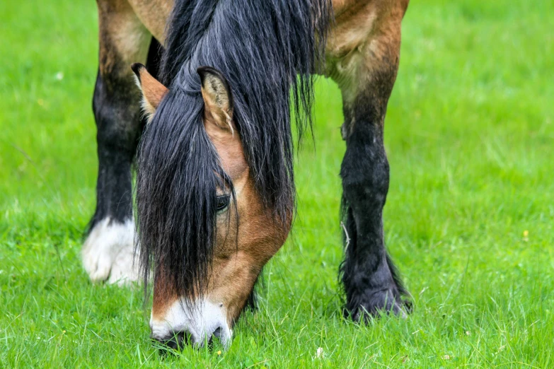 a black horse eating grass in a field