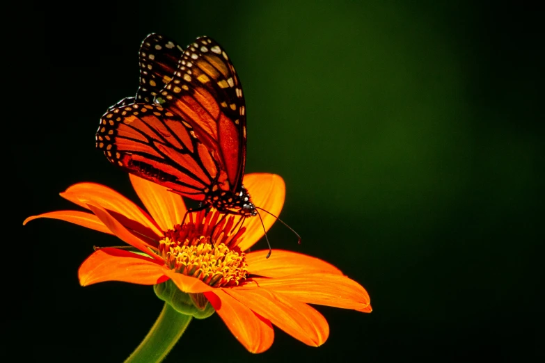 erfly flying over flower to attract pographer