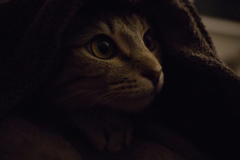 a cat hiding in a blanket on the floor