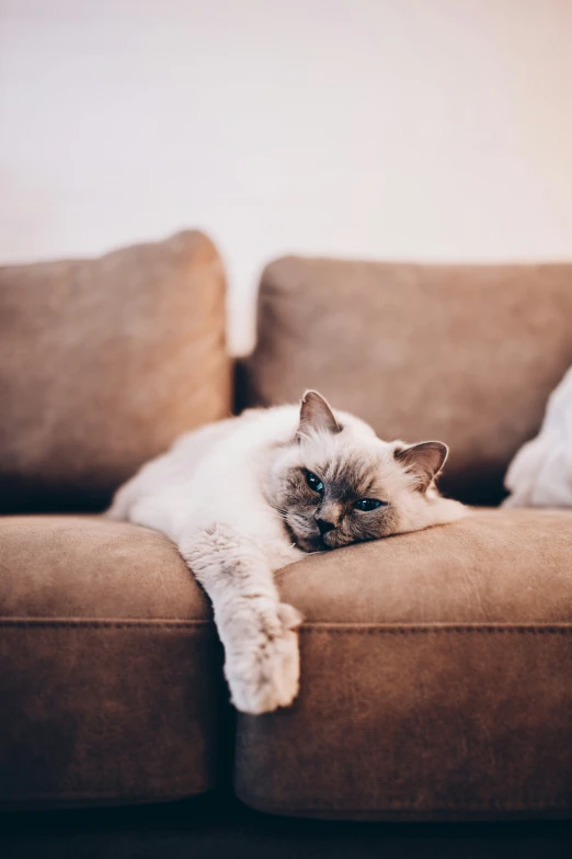 a white cat laying on the arm of a brown sofa