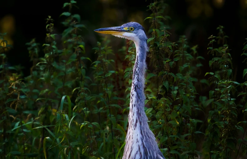 a blue bird standing in the middle of tall grass