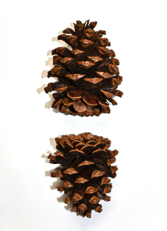 two pine cones are shown with brown shavings