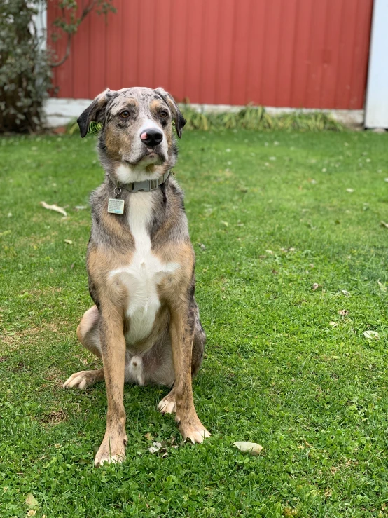 a dog sits on a grass covered field