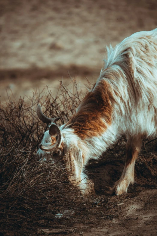 an animal eating from the ground by some grass