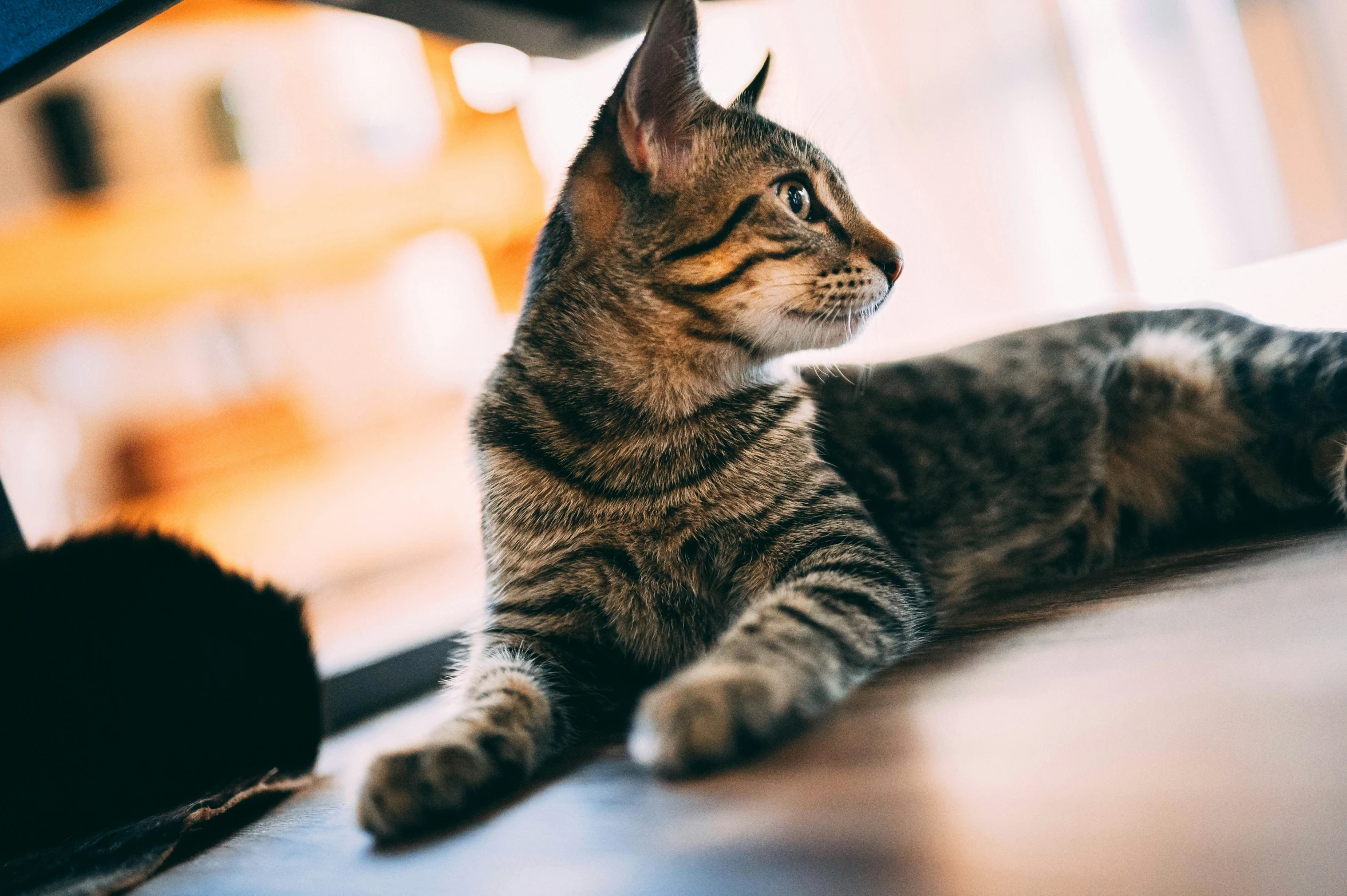 a cat laying on the floor next to the monitor