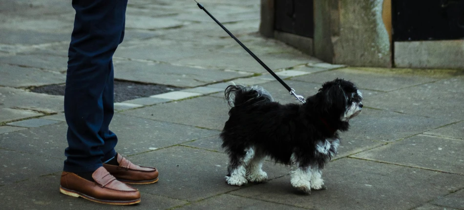 a person with two shoes walking a dog