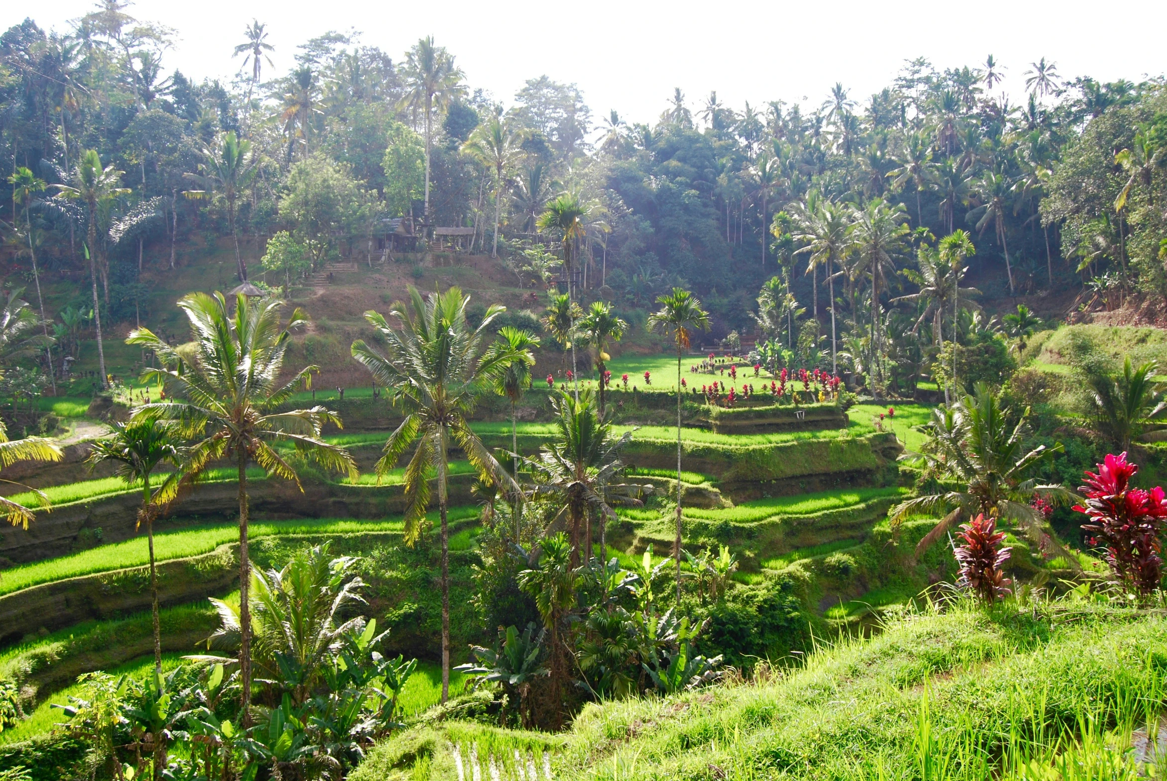 some very pretty looking green hills in the grass