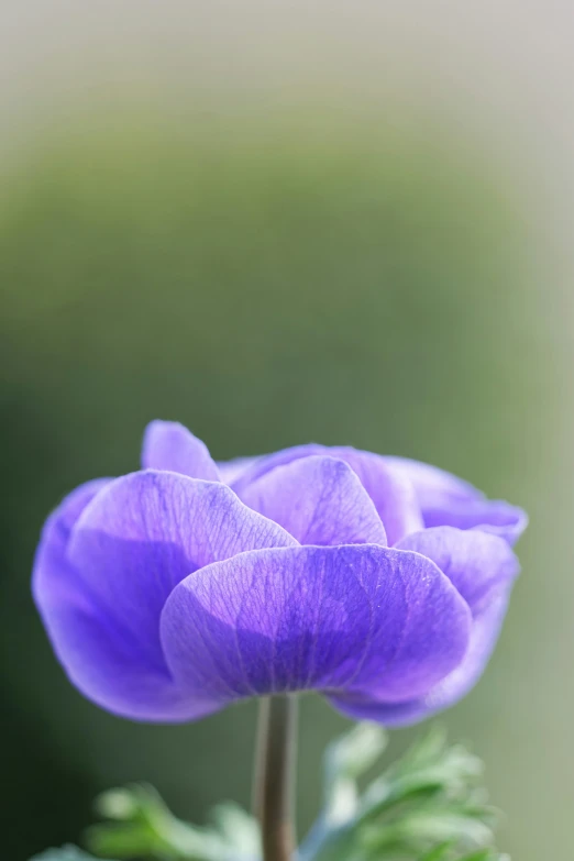 a bunch of flowers that are in the dirt