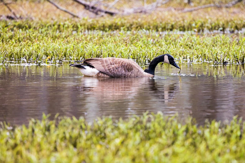 a duck swimming in a body of water