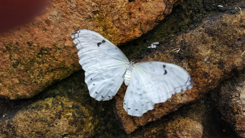 white erfly on rocks in the water