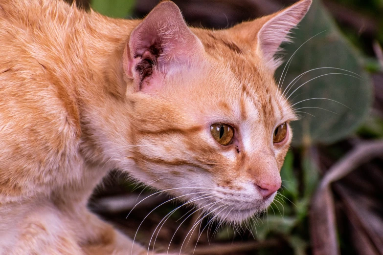 a brown and white cat sitting in the grass