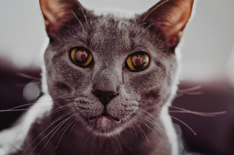 a cat stares intently while staring into the camera