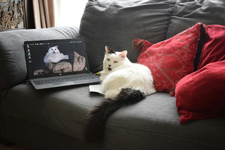 a white cat laying on top of a couch next to a laptop