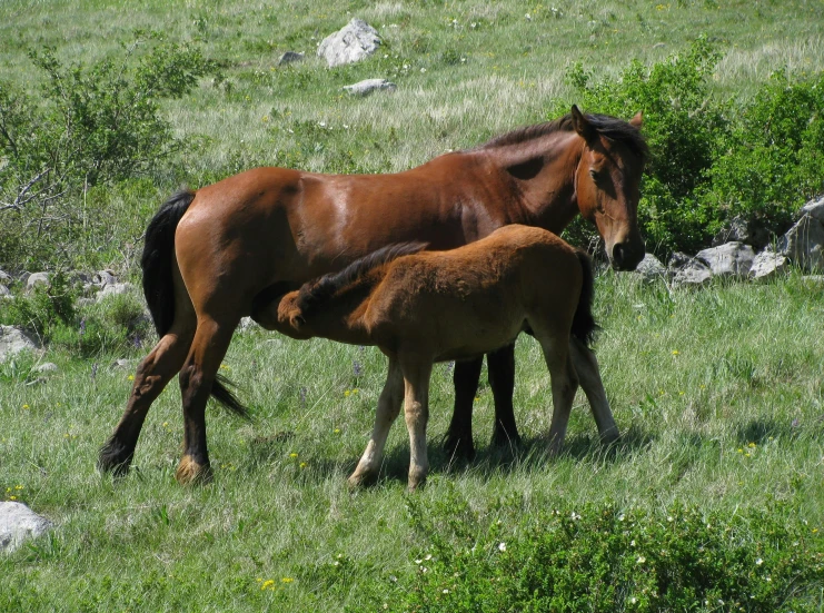 a mother horse nursing her foal in the wild