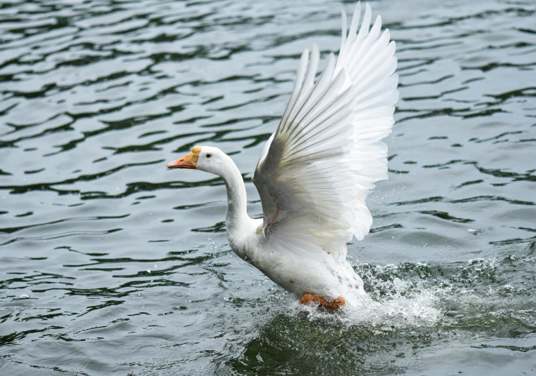 a white bird spreads its wings in the water