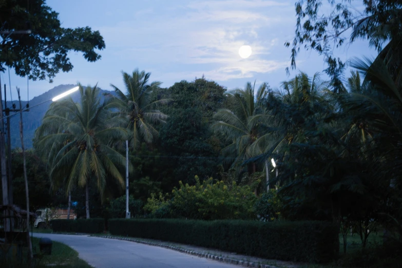 an unmoved street and trees at night with a full moon in the distance