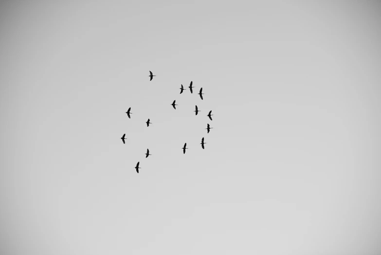 a flock of birds flying in the sky