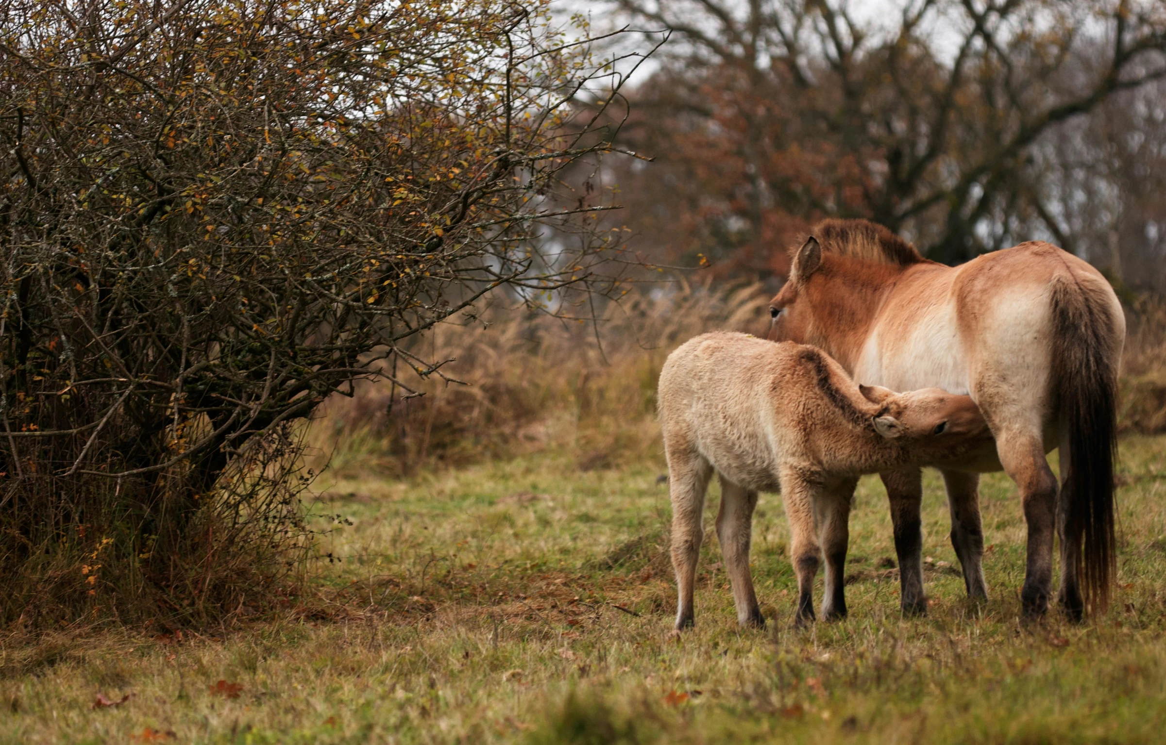 a brown horse and a white pony standing together in a field