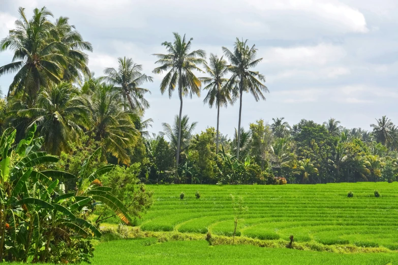 palm trees in an open area with a green field