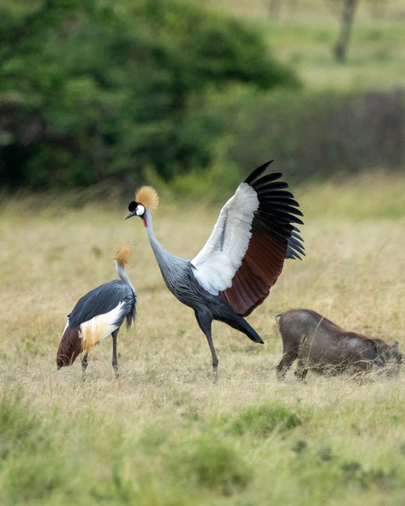 two birds, one with brown wings, and one black in the grass, flapping its feathers