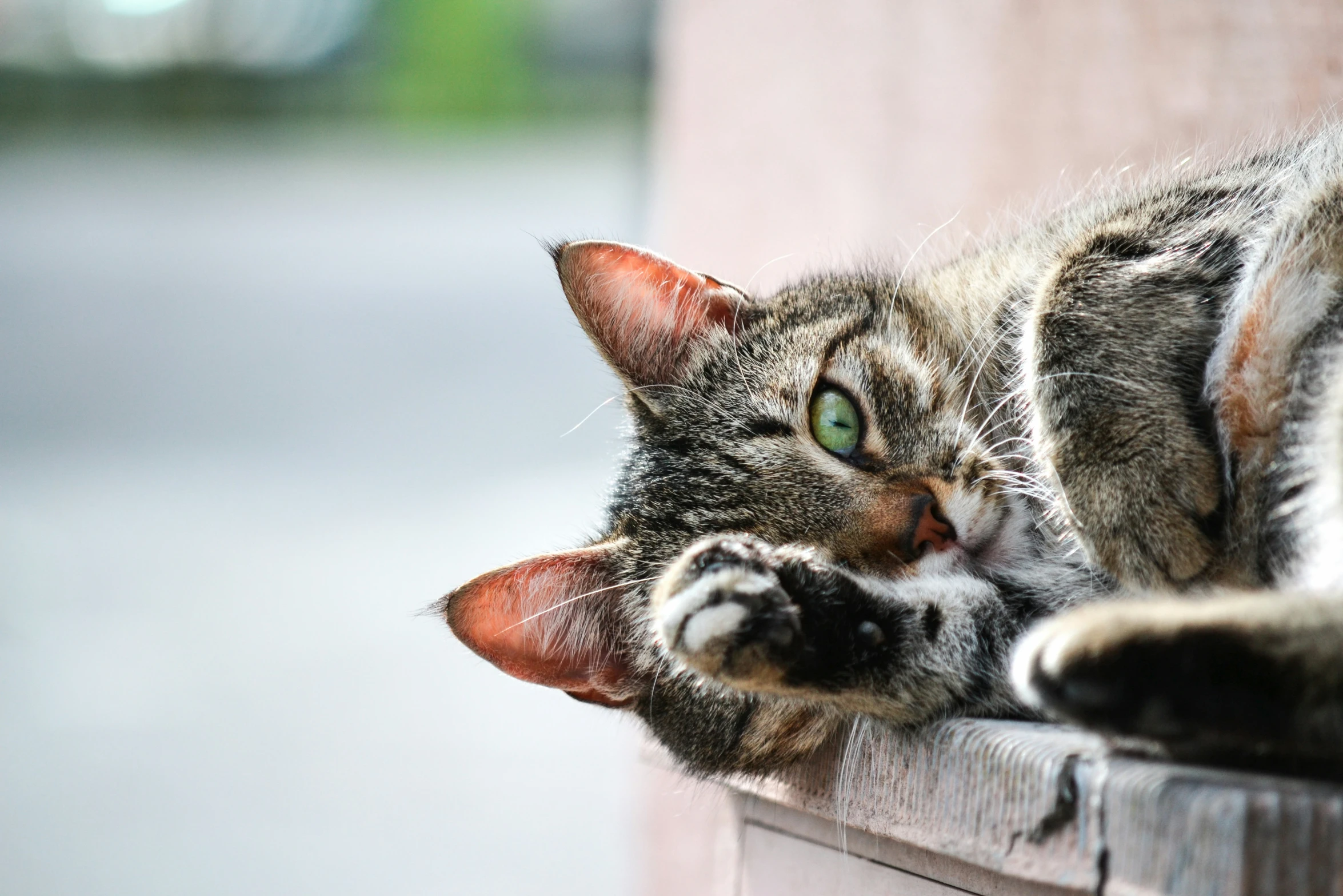 cat resting on a wall staring at the camera