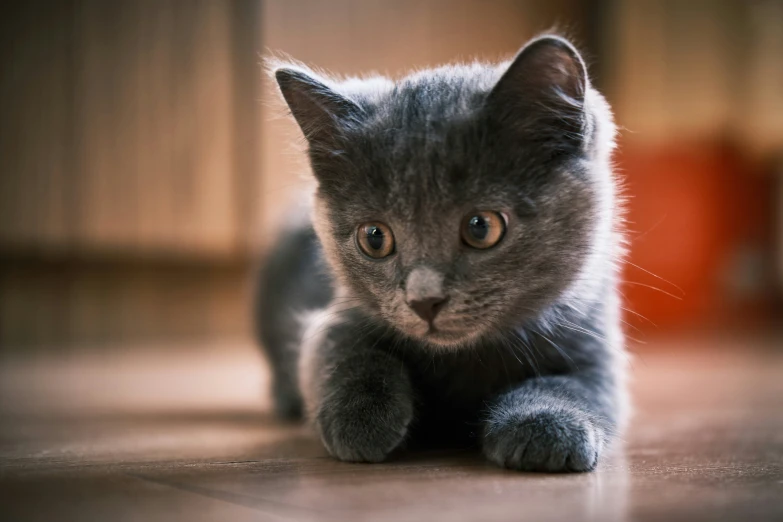 a cat lying on the ground looking at the camera