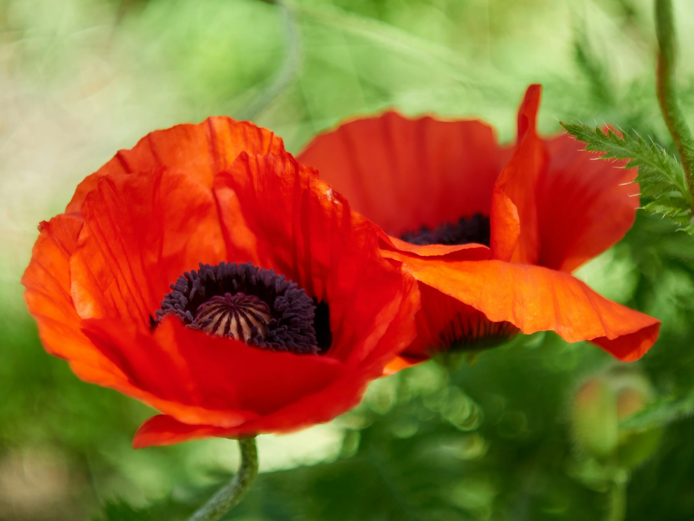 some pretty red flowers with green leaves in a sunny spot