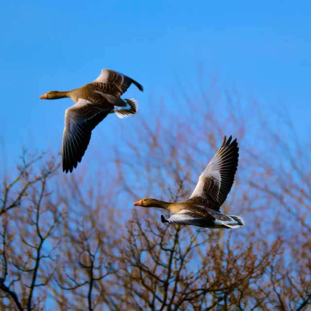 two ducks flying near one another in front of trees