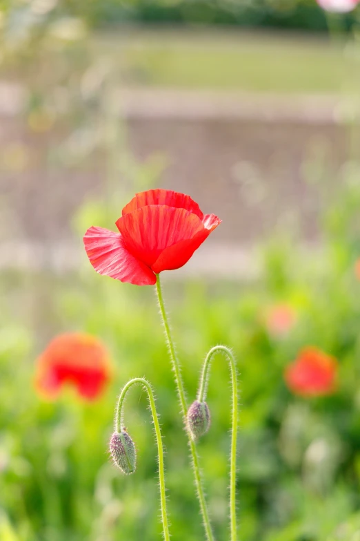 a red flower that is standing in the grass