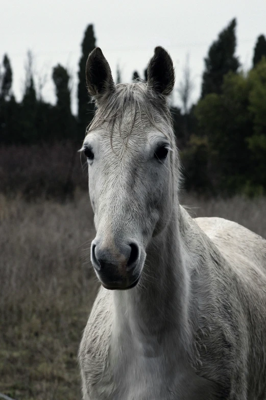 a horse with short hair standing in front of some trees