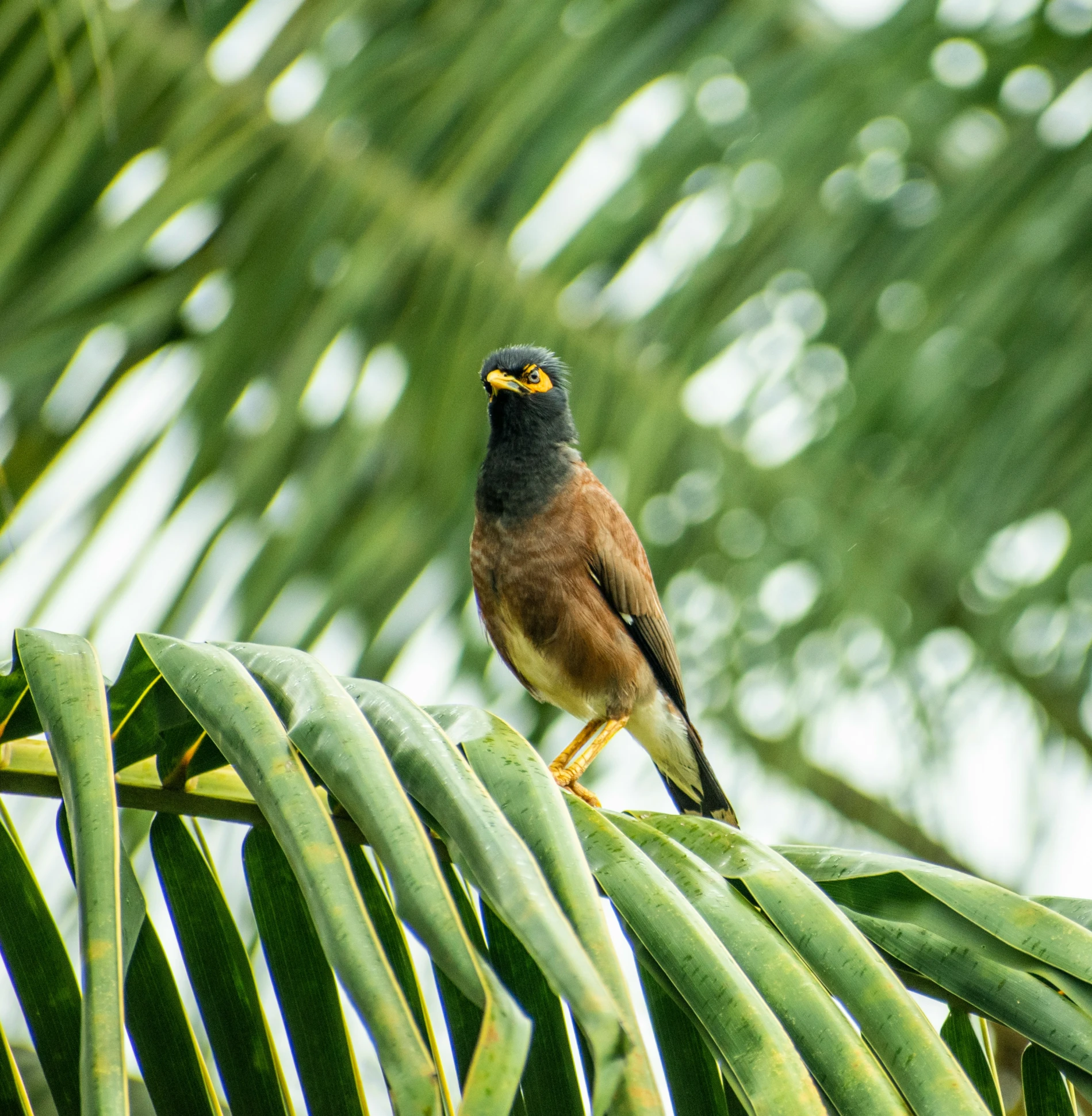 there is a brown bird standing on the leaves of a tree