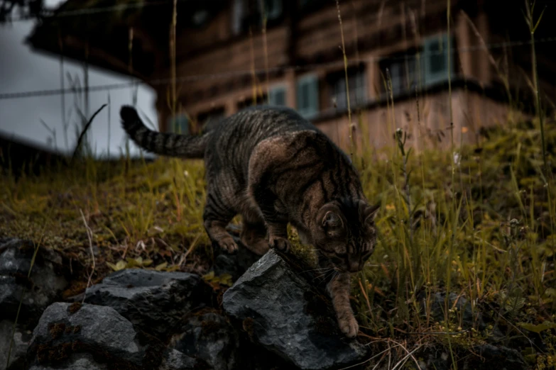 a cat walking over a rock on the side of a hill