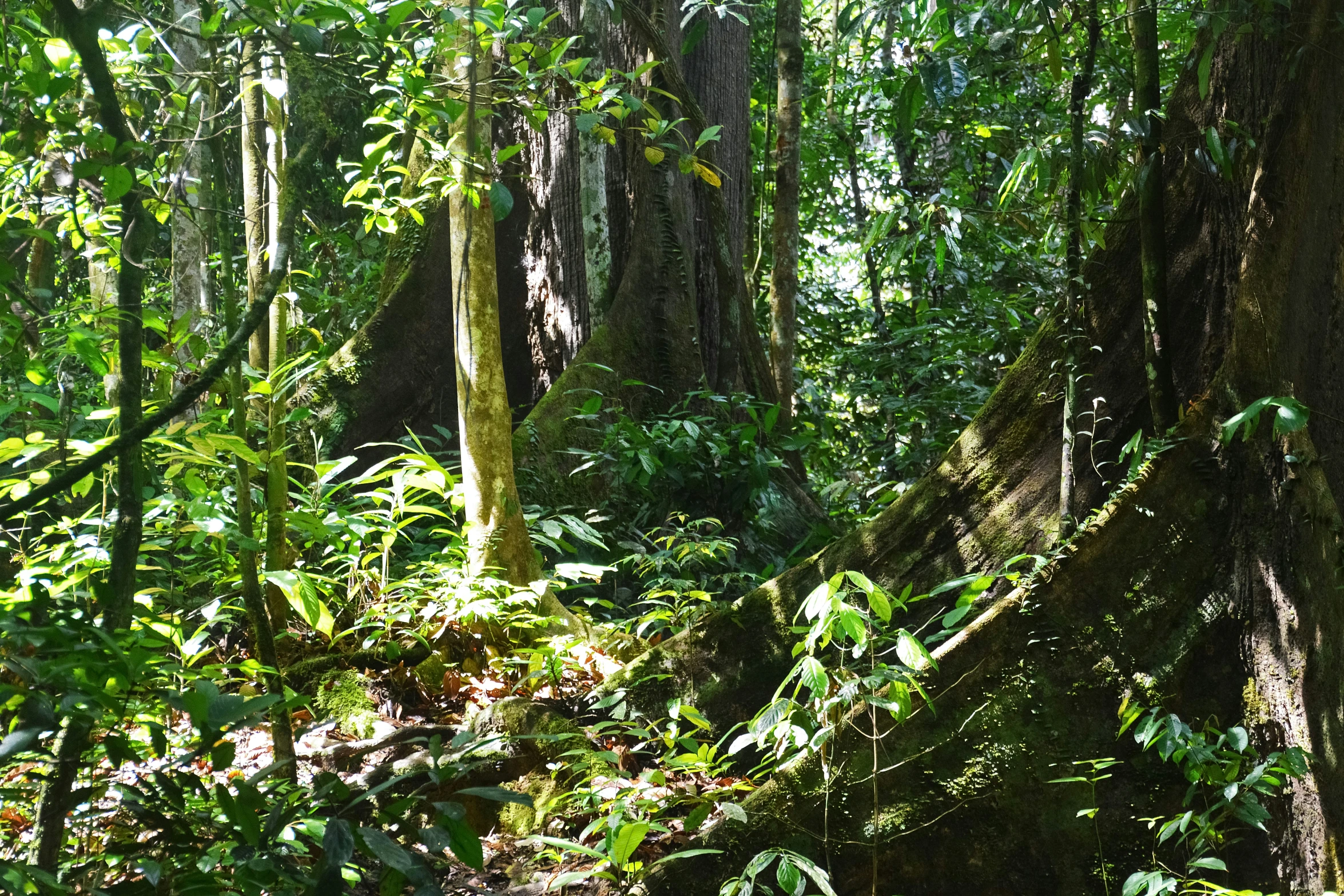 the lush vegetation is growing on the forest floor