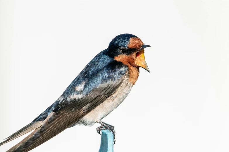 a bird with an orange beak sitting on top of a pole