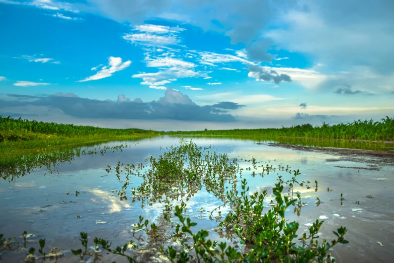 the sky is partly cloudy and there are green leaves growing in the water