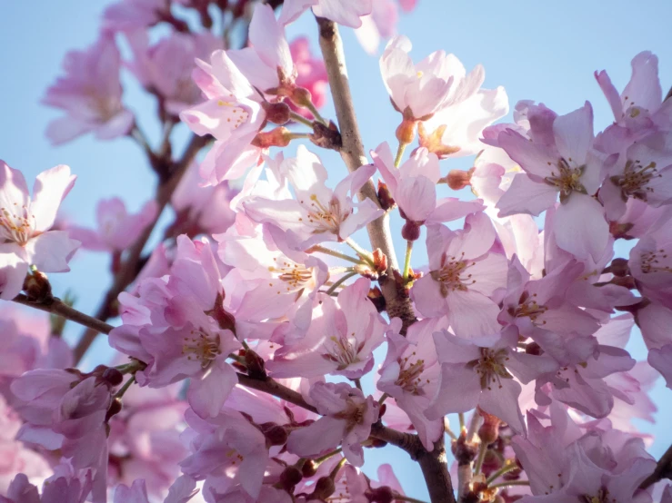 pink blossoms bloom on a tree in full blossom