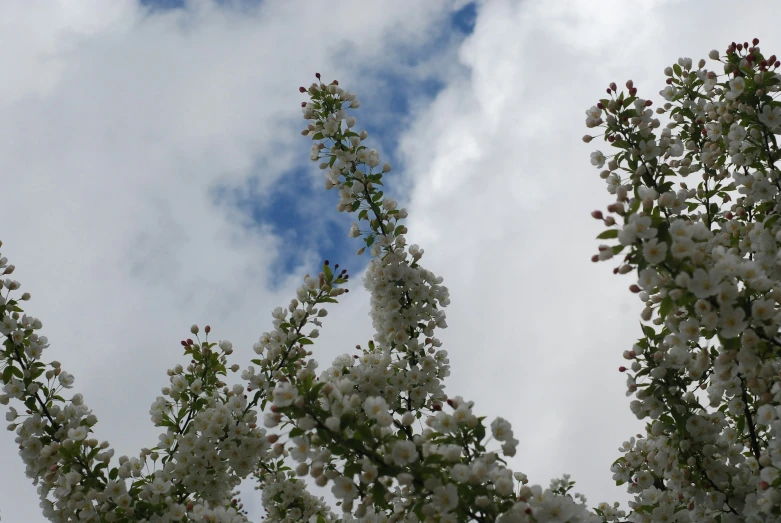 there are white flowers on the tree nches