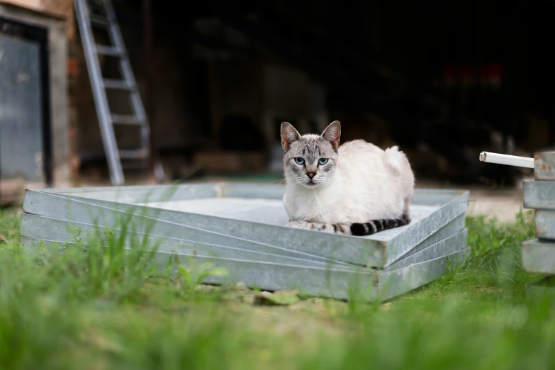 the cat is sitting on top of the cardboard box